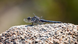 a dragonfly perches on a rock