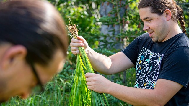 a Wabanaki person handles the long green stalks of sweetgrass