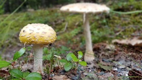 Two yellow and white mushroom caps growing on a forest floor