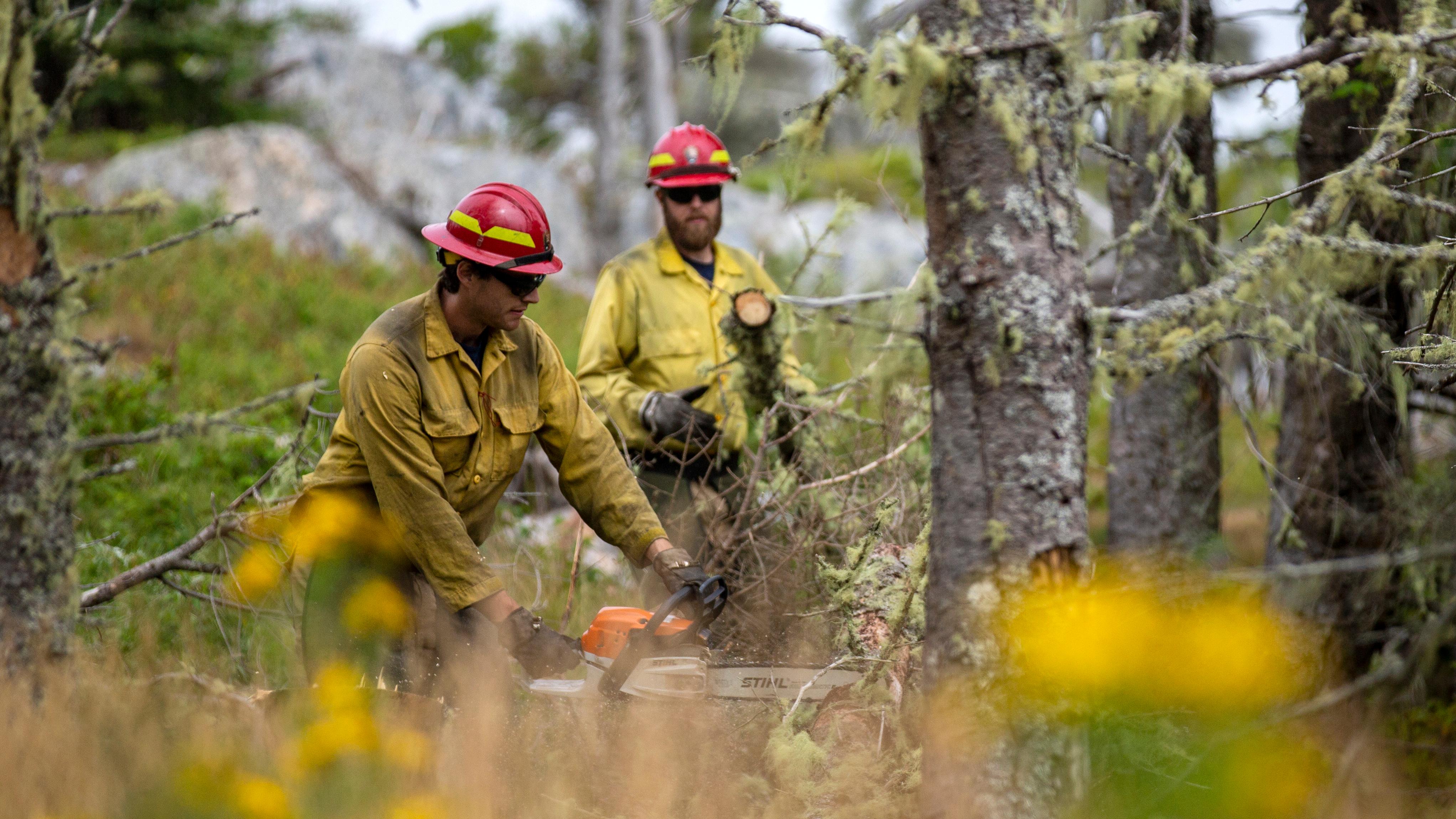 Two people dressed in yellow with red helmets use a chainsaw to cut dead trees