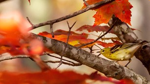 close up of a bird surrounded by fall foliage