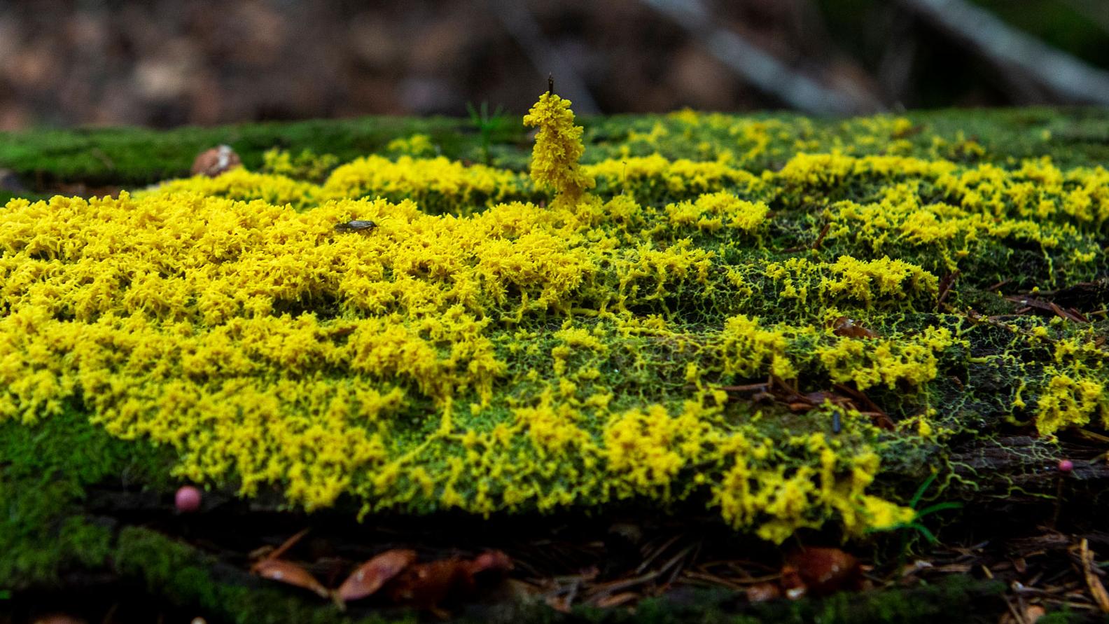 green and yellow moss close up
