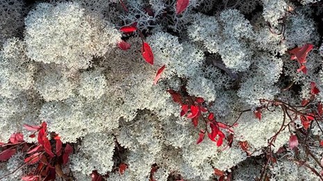 silver lichen with red bushes pointing upward