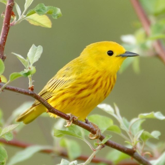 A bright yellow, small bird sits on a leafy branch