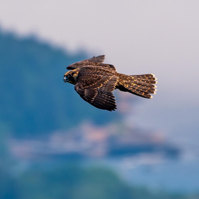 A peregrine falcon flies above the coastline