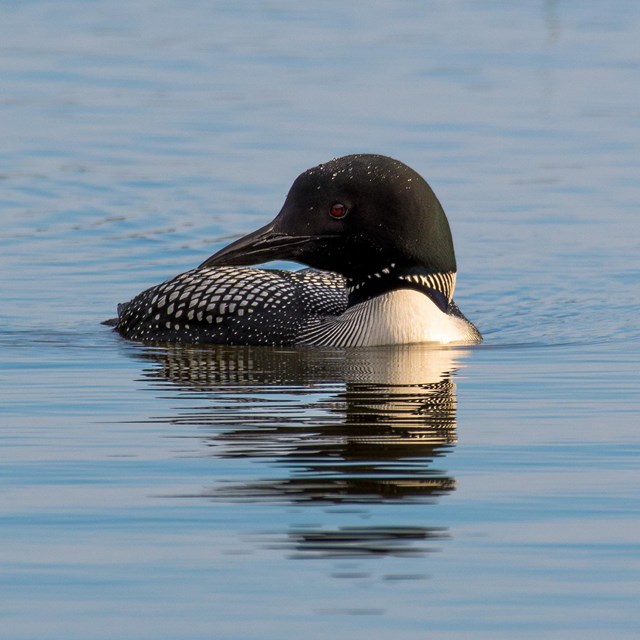 A common loon swims on Echo Lake in Acadia National Park