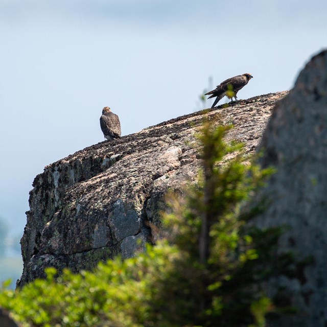 two fledgling falcons perched on a steep rocky outcrop