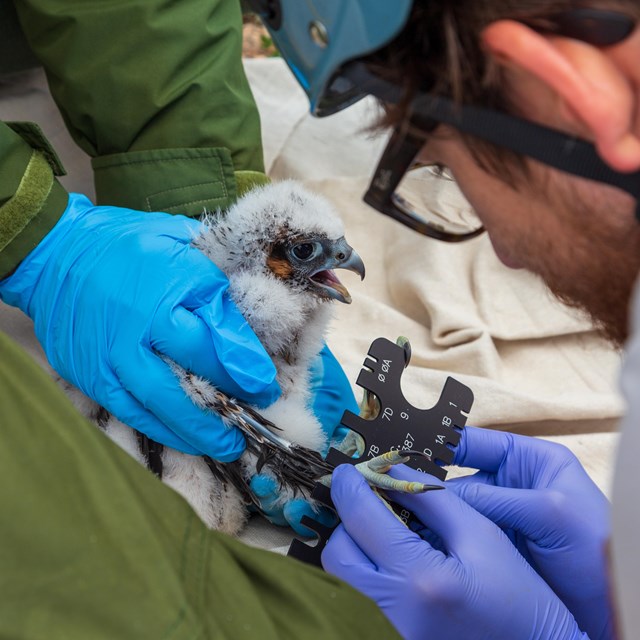 Two people hold a juvenile peregrine falcon while banding its leg