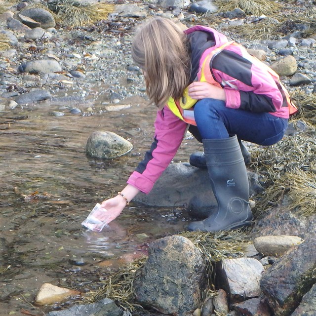 Student exploring Acadia tide pool.
