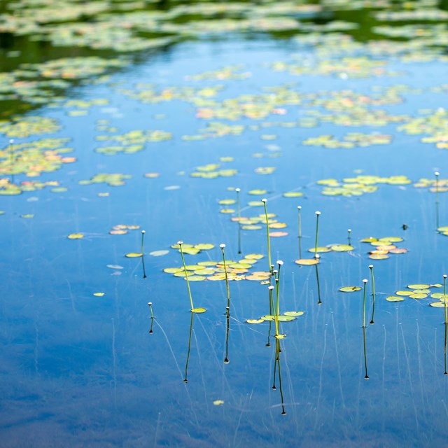 freshwater vegetation growing along the surface of the water