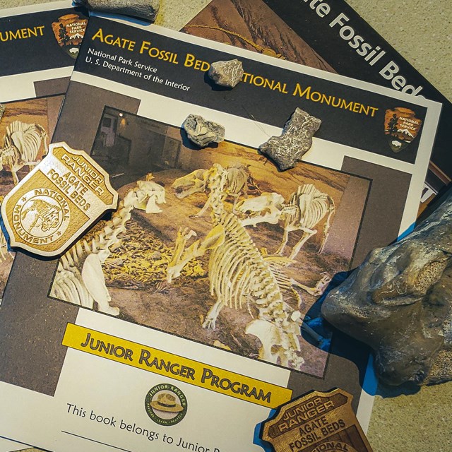 Brochures and workbooks with wood badges and fossils strewn about on a table.