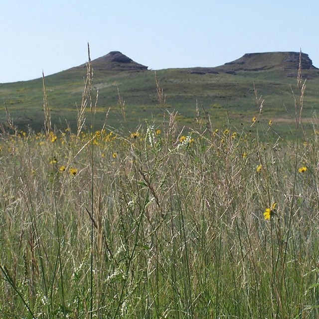 Tall warm weather grasses with the Fossil Hills in the background.