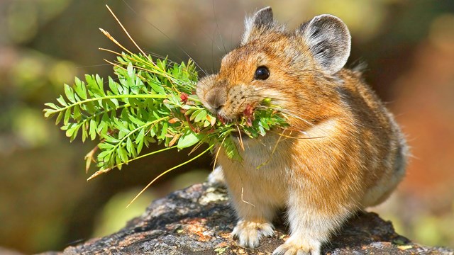 American Pika in Rocky Mountain National Park Wilderness. Photo by Fi Rust.