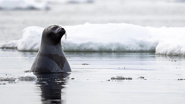 A ribbon seal pops up in the Arctic Ocean.