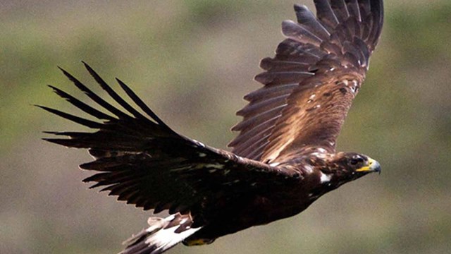 A Golden Eagle soaring