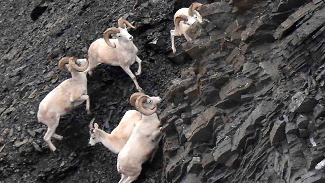 Dall's sheep rams on steep, rocky cliffs.