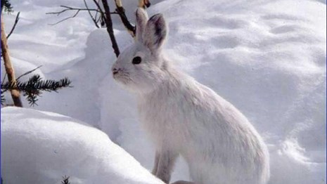 A snowshoe hare is perfectly camoflagued in the snow.