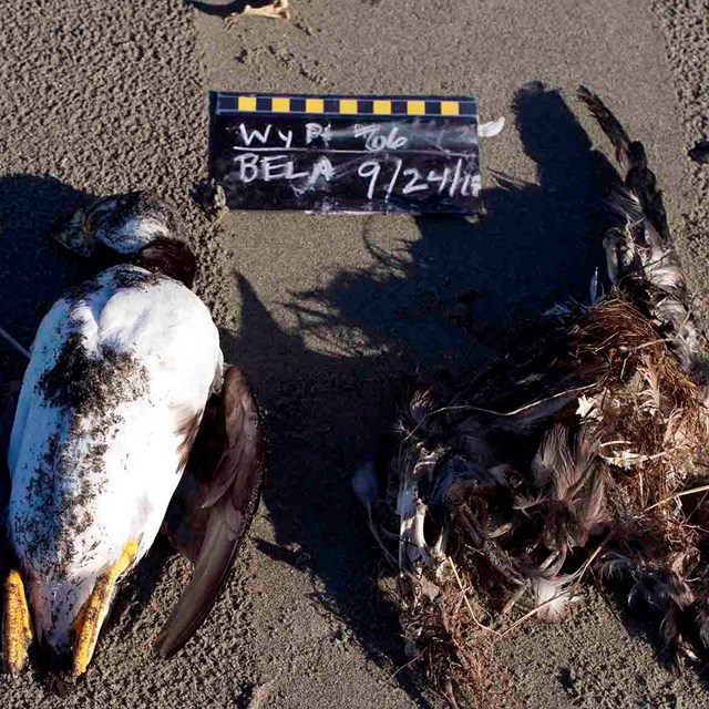 Dead seabirds on the beach with a data label.