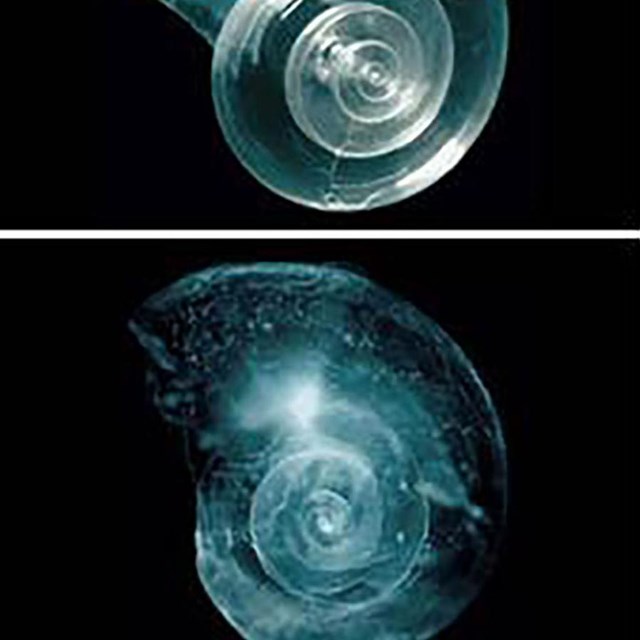 A four-part image showing a shell dissolve.