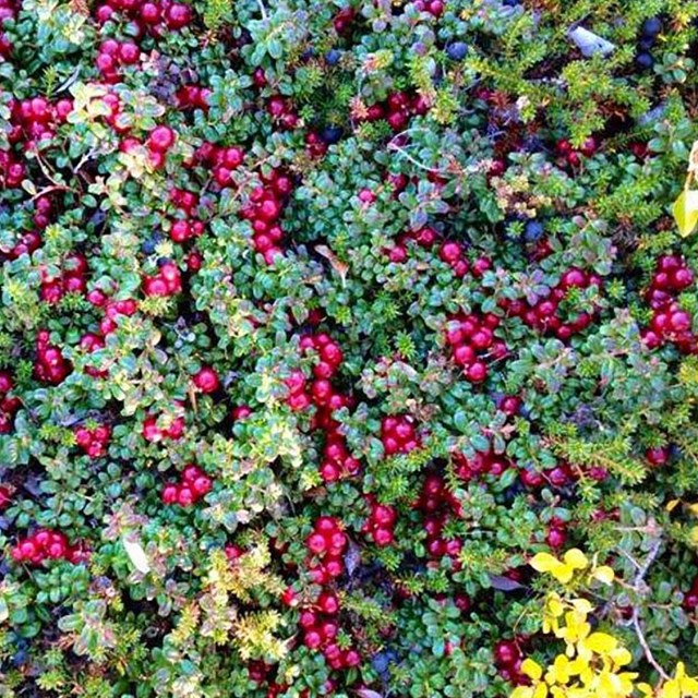 A mix of berries.