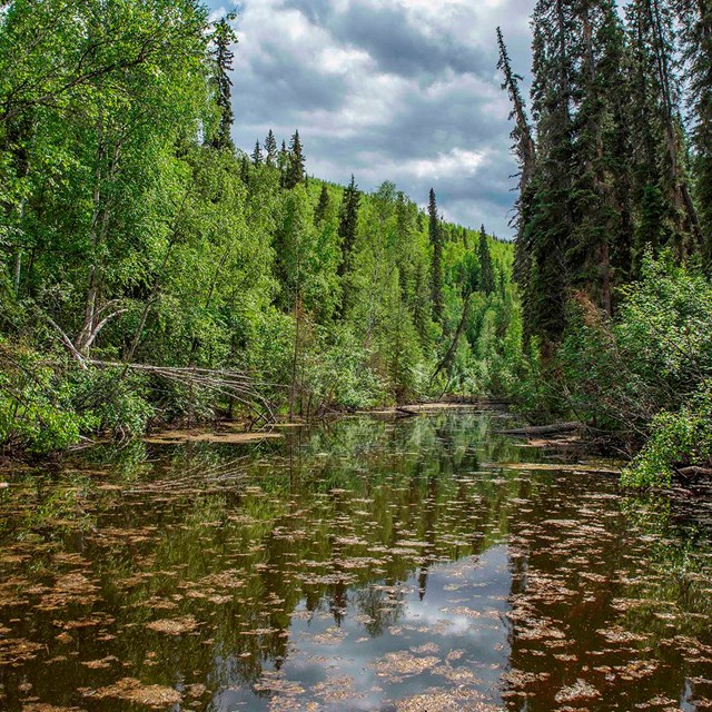 A river through the forest.