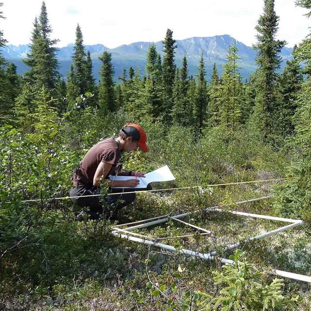 A researcher measures vegetation in a plot.