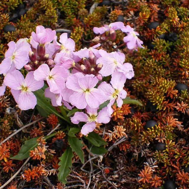 A flower in a bed of tundra moss.
