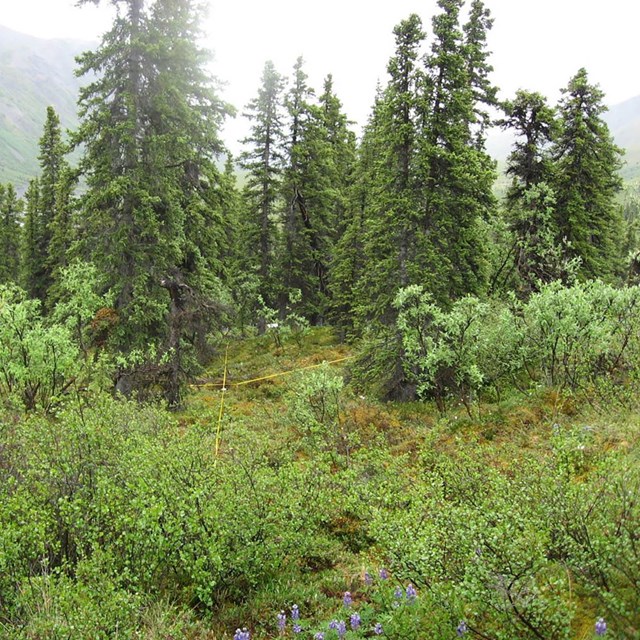 A boreal forest.