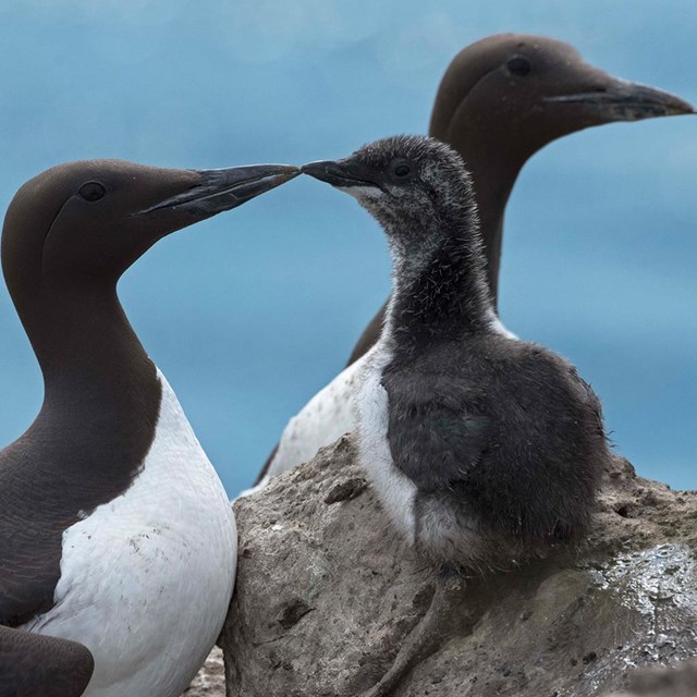 A close up image of Common Murres with a chick