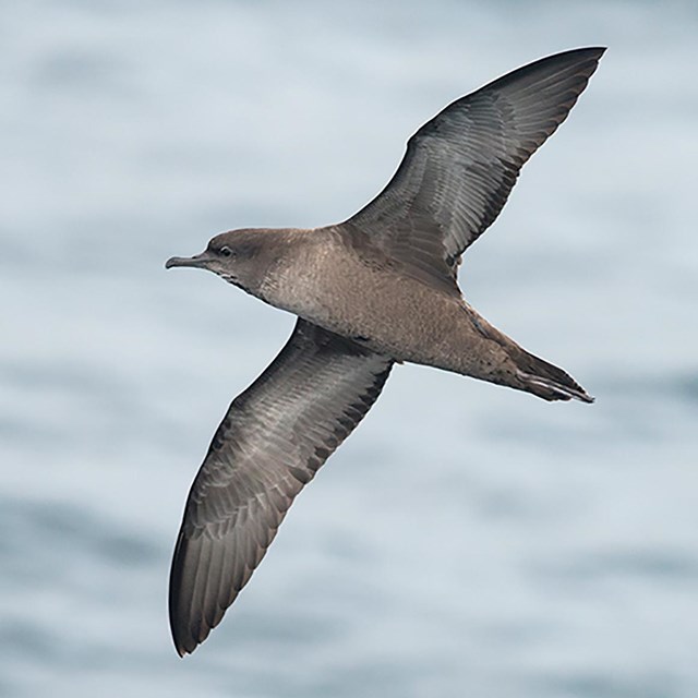 A close up image of a Short-tailed Shearwater in flight