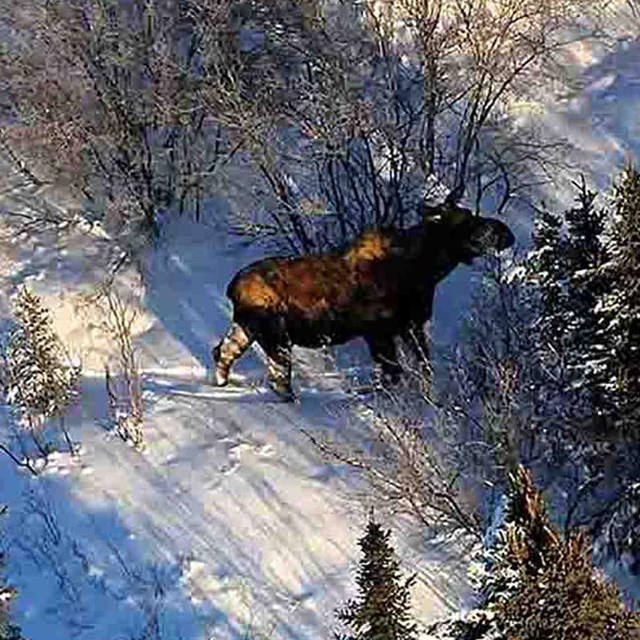A cow moose moves through a snow-covered forest.