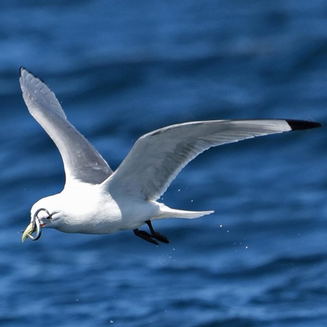 A close up image of a Black-legged Kittiwake in flight with a sand lance.