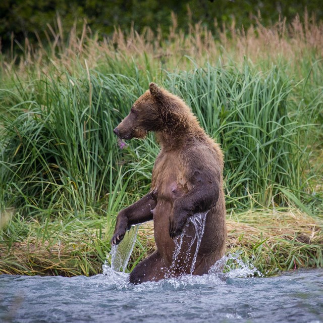 a bear sits on its hind legs in a river in Katmai national park