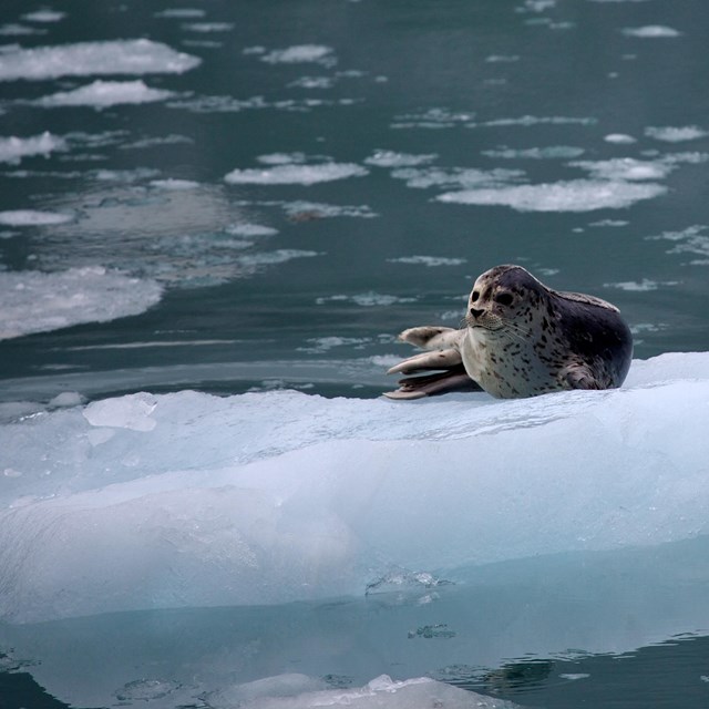 a seal rests on an iceberg in kenai fjords national park