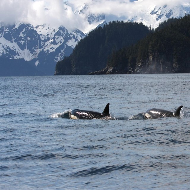 a pod of orcas swims with a backdrop of mountains