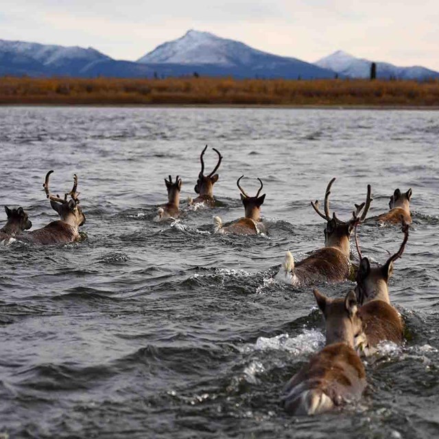 Caribou swim across a river in the fall.