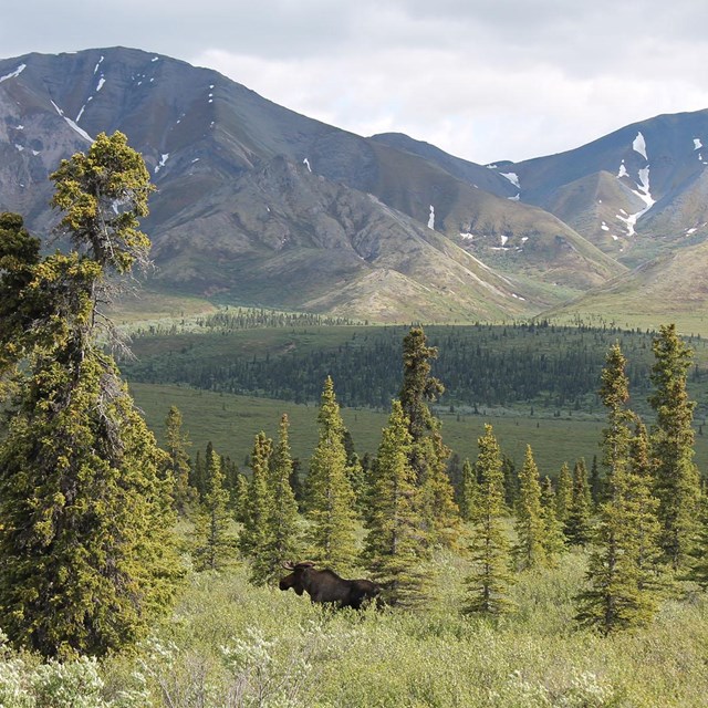 Boreal forest in Denali with a moose bedded down.