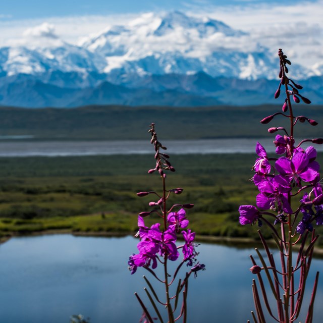 pink flowers in front of a lake and distant, snowy mountain
