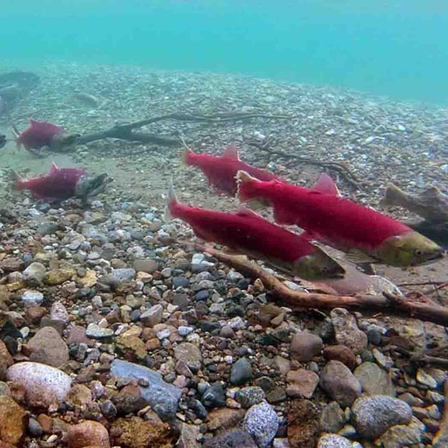Spawning red salmon in turquoise waters.