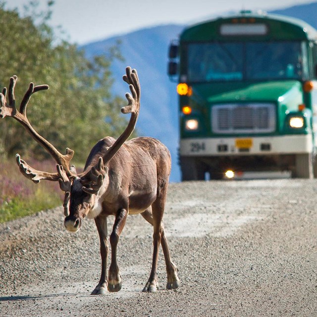 A bull caribou walks along the Denali Park Road with a bus behind it.