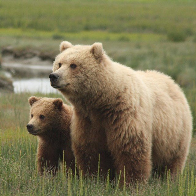 A sow bear and her cub in a green meadow.