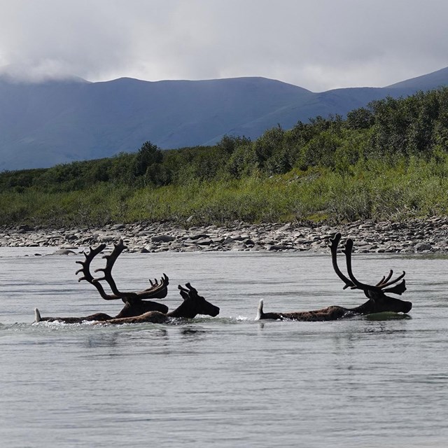 Caribou swim across a river.