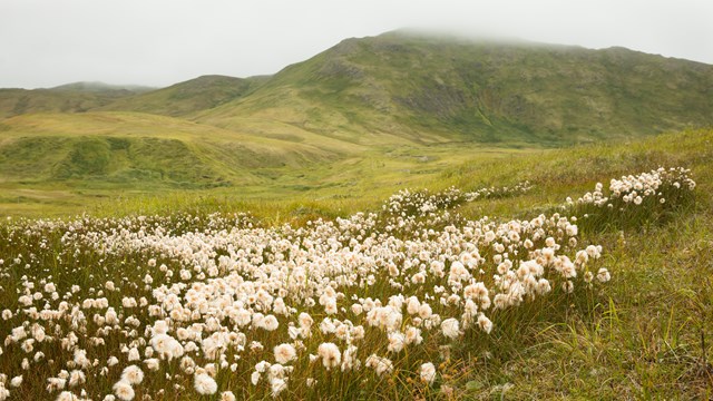 fluffy white flowers cover the foreground of a grassy valley leading to a mountain.