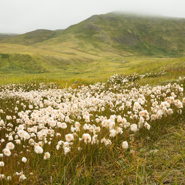 a field of white, fluffy flowers stands amid a grassy valley with a foggy mountain.