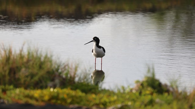 Hawaiian stilt wading in shallow water