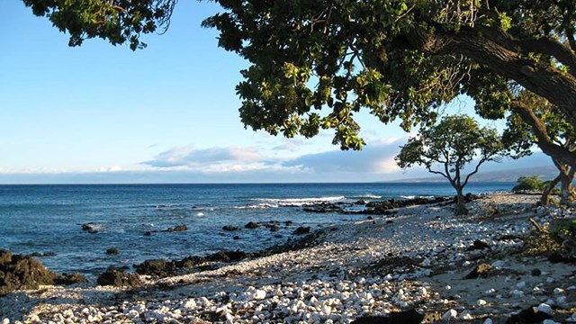Beach with coral and shade from trees, with the ocean in the background