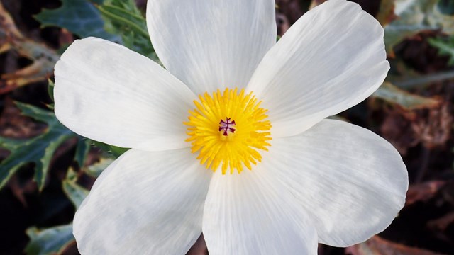 Close-up photograph of white flower