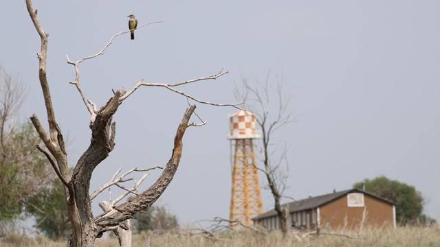 A bird sitting on a branch. A slightly out of focus barrack and water tower are in the background.