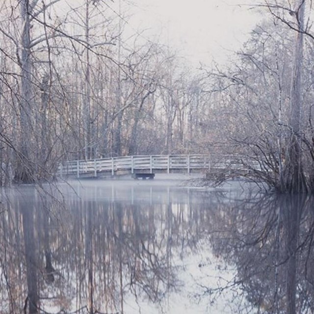 A wooden bridge spans a foggy swamp
