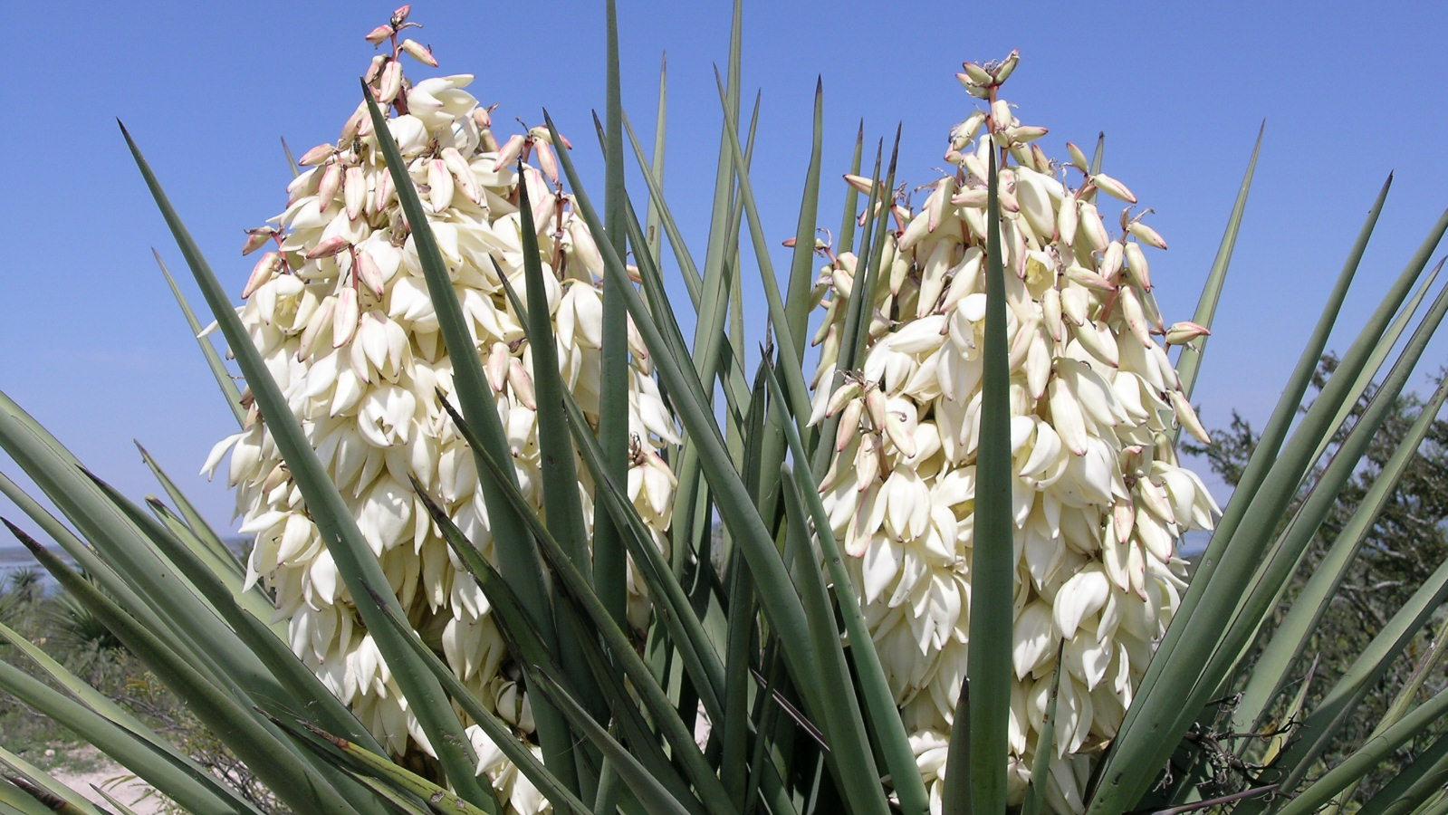 Yucca in bloom